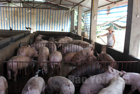 Đàn lợn của gia đình chị Nguyễn Thị Thanh Tâm chưa thể xuất chuồng vì thương lái chẳng đến mua.